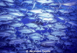 Jacks Group, Isla de Coco Costa Rica
Nikonos V, 15 mm, 2... by Alejandro Topete 